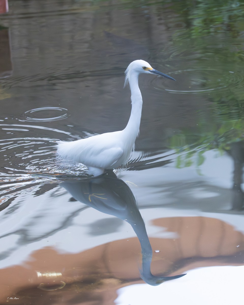 volavka bělostná - ML647700738