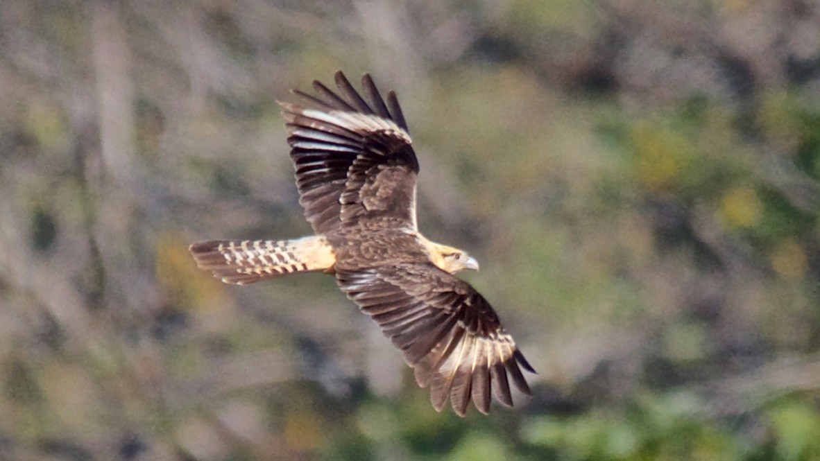 čimango žlutavý - ML647700739