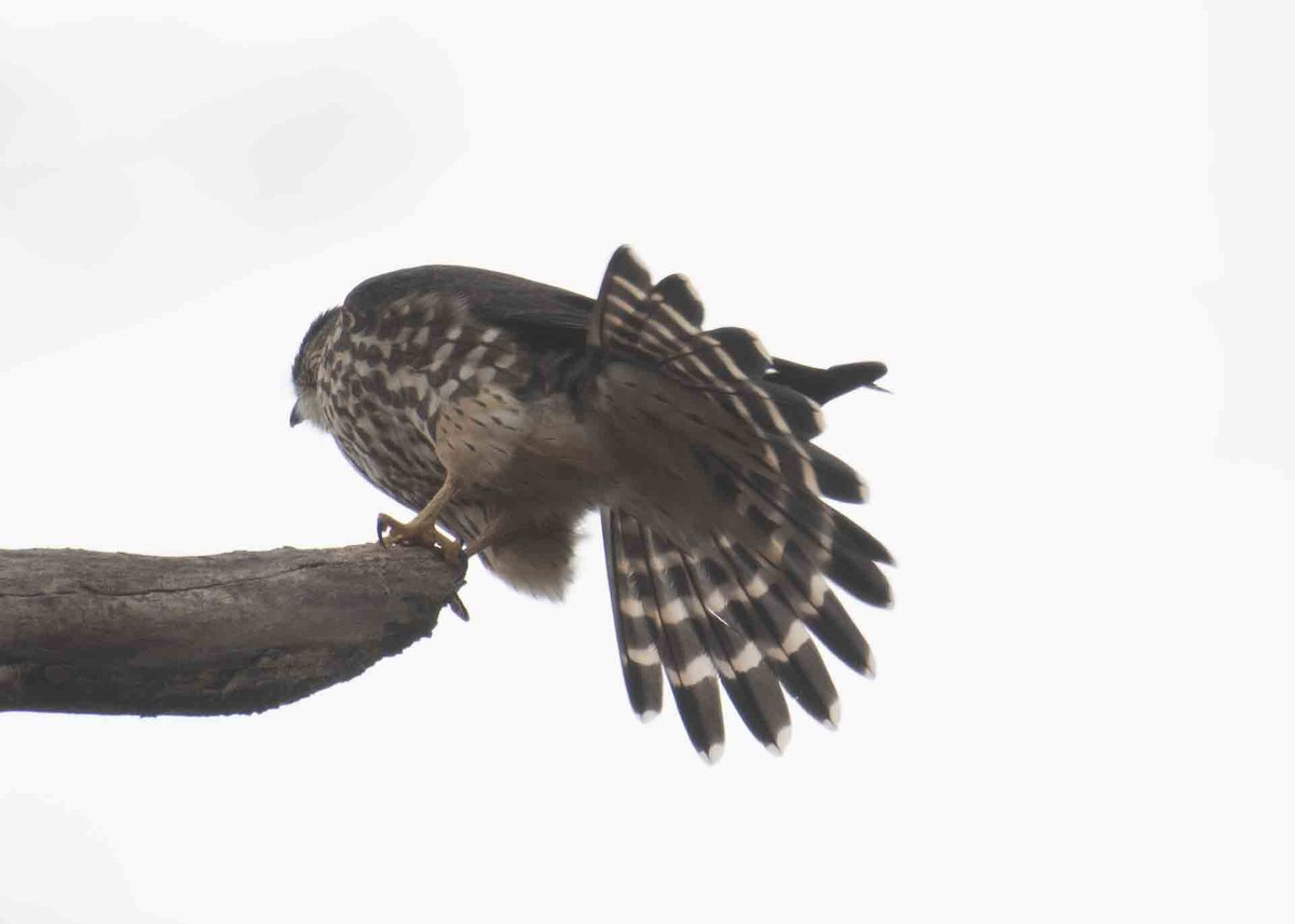 dřemlík tundrový - ML647700742