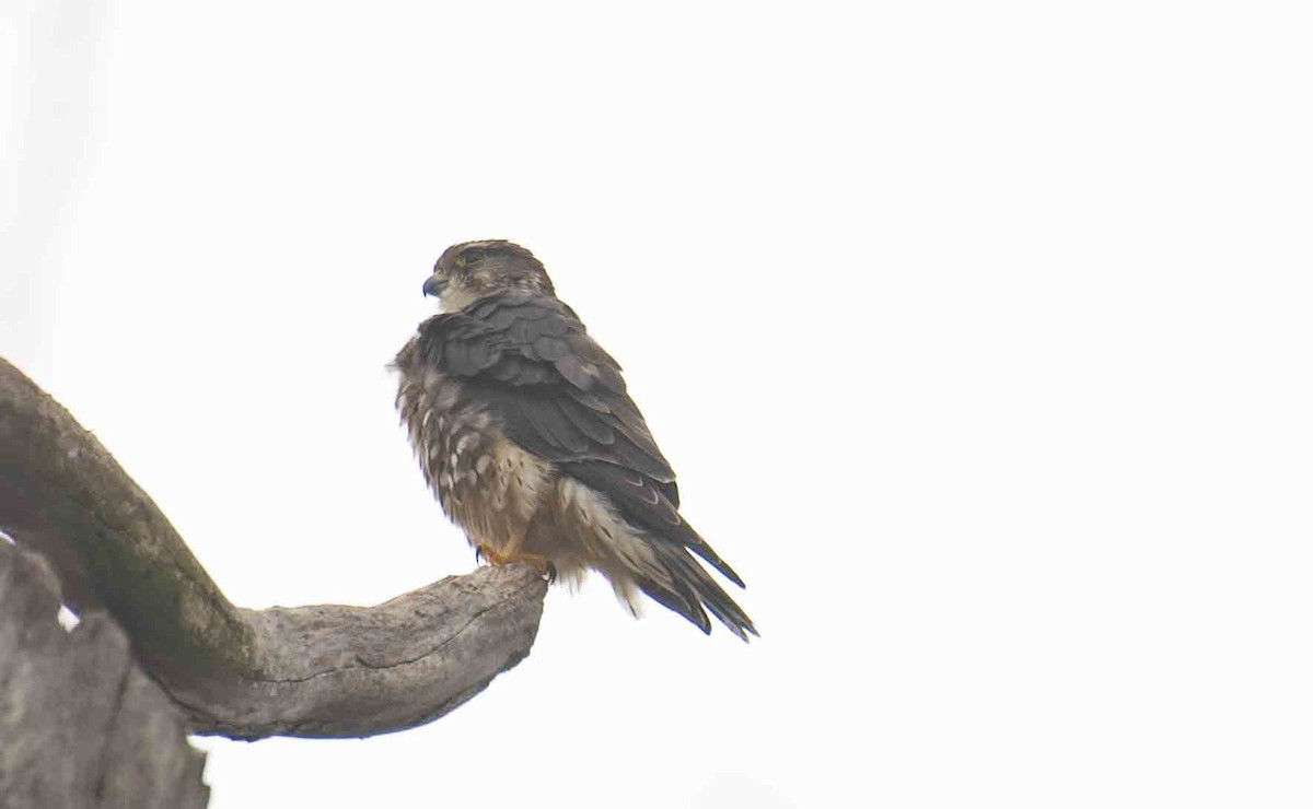 dřemlík tundrový - ML647700743