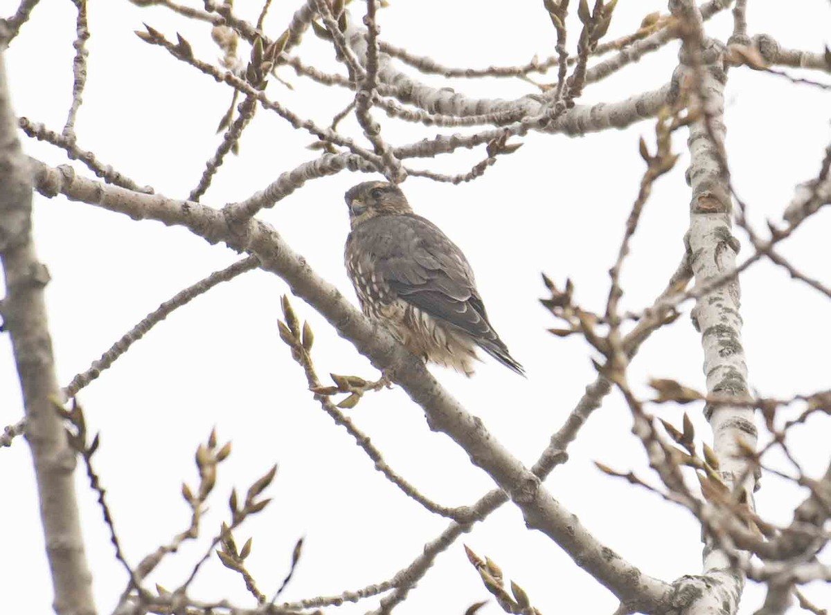 dřemlík tundrový - ML647700744