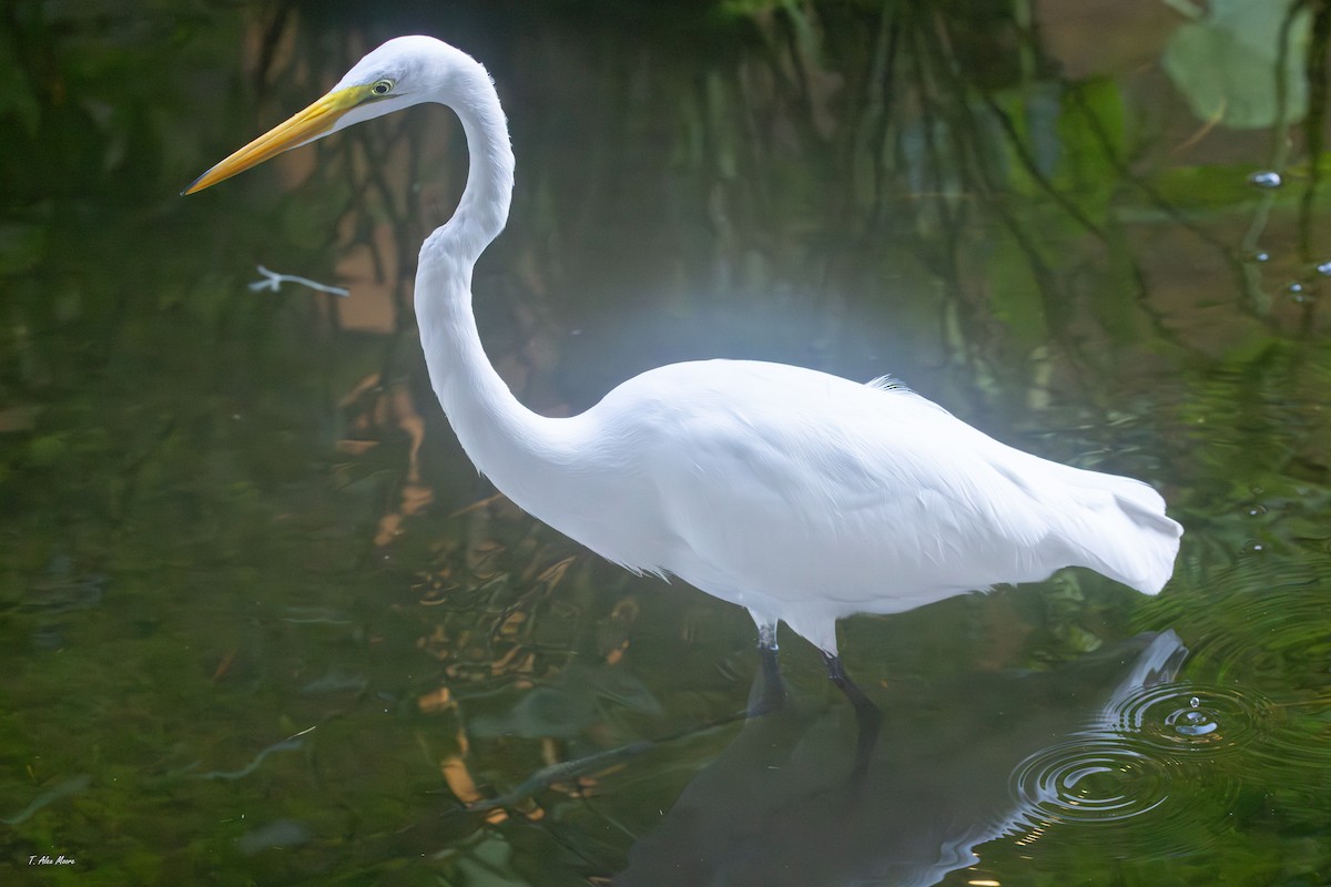 volavka bílá - ML647700745