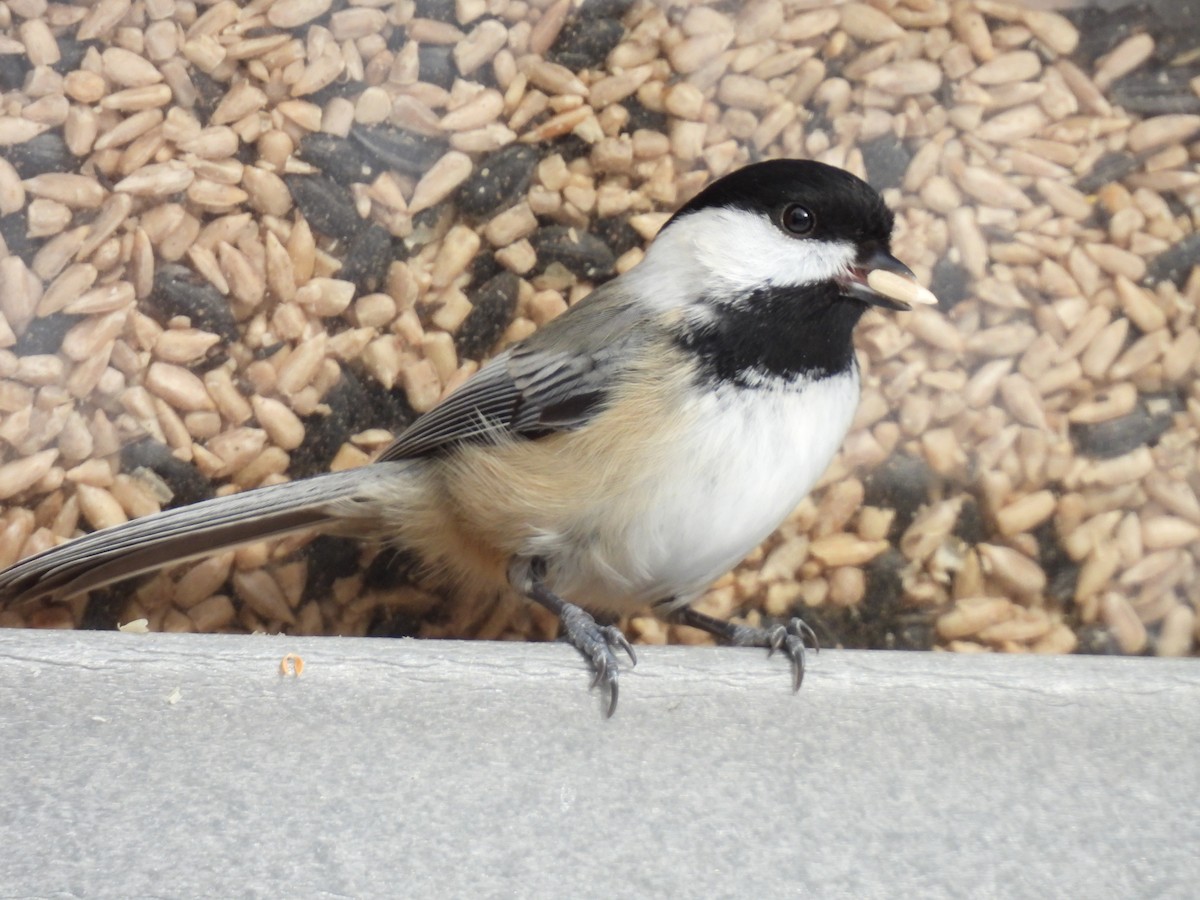 sýkora černohlavá - ML647700746