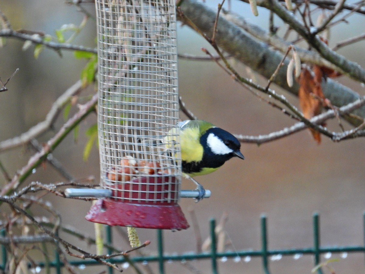 sýkora koňadra - ML647700747