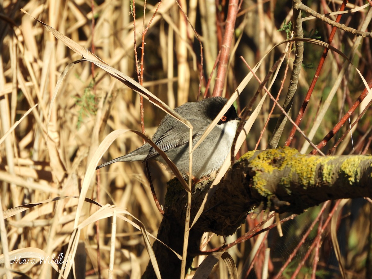 Sardinian Warbler - ML647700748