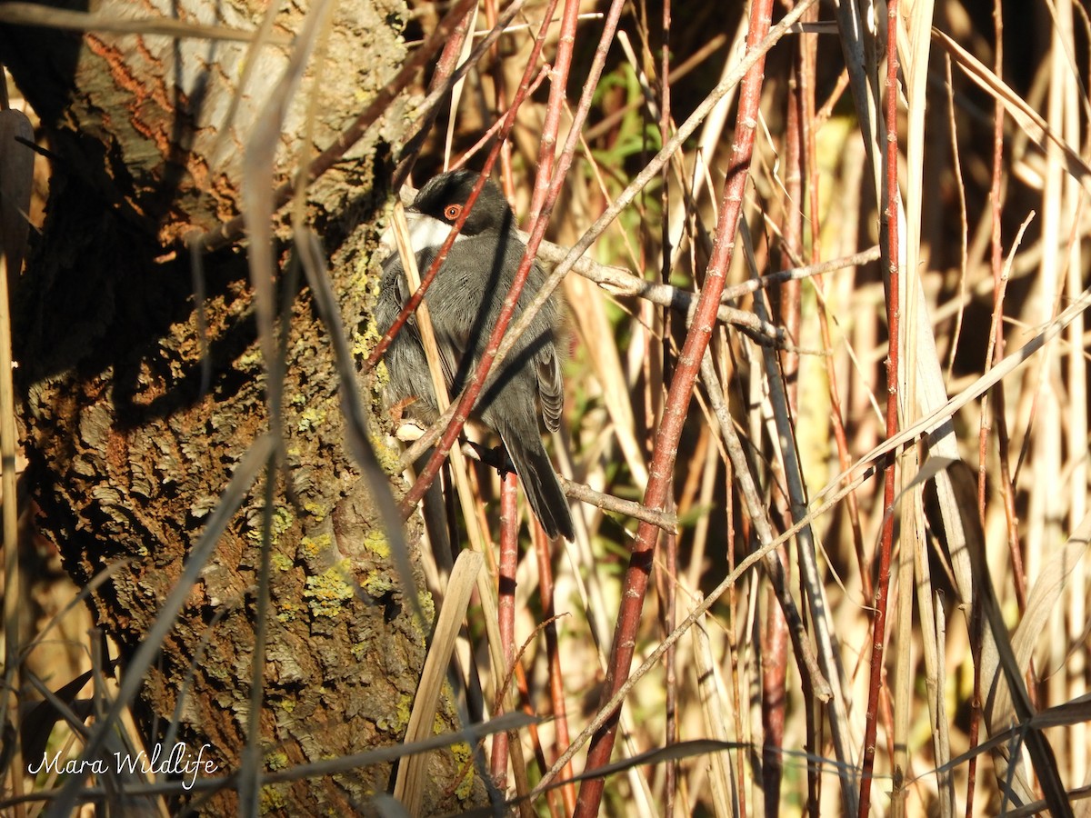 Sardinian Warbler - ML647700749