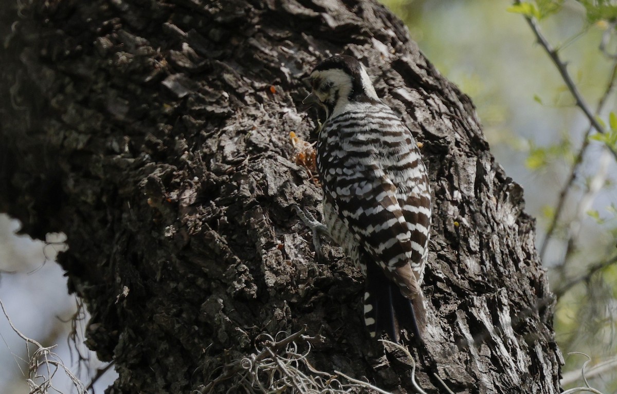 strakapoud proužkohřbetý - ML647700752