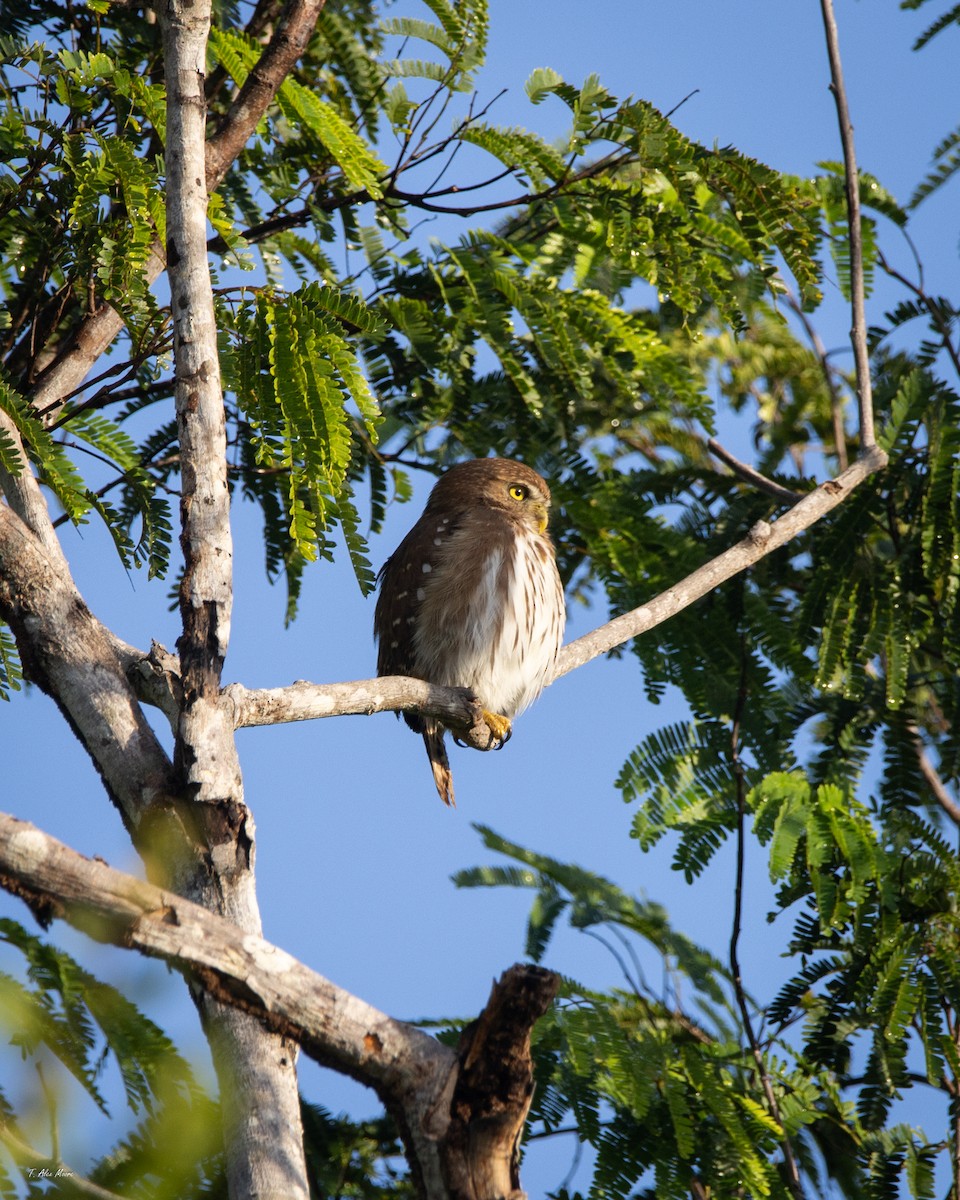 kulíšek brazilský - ML647700753