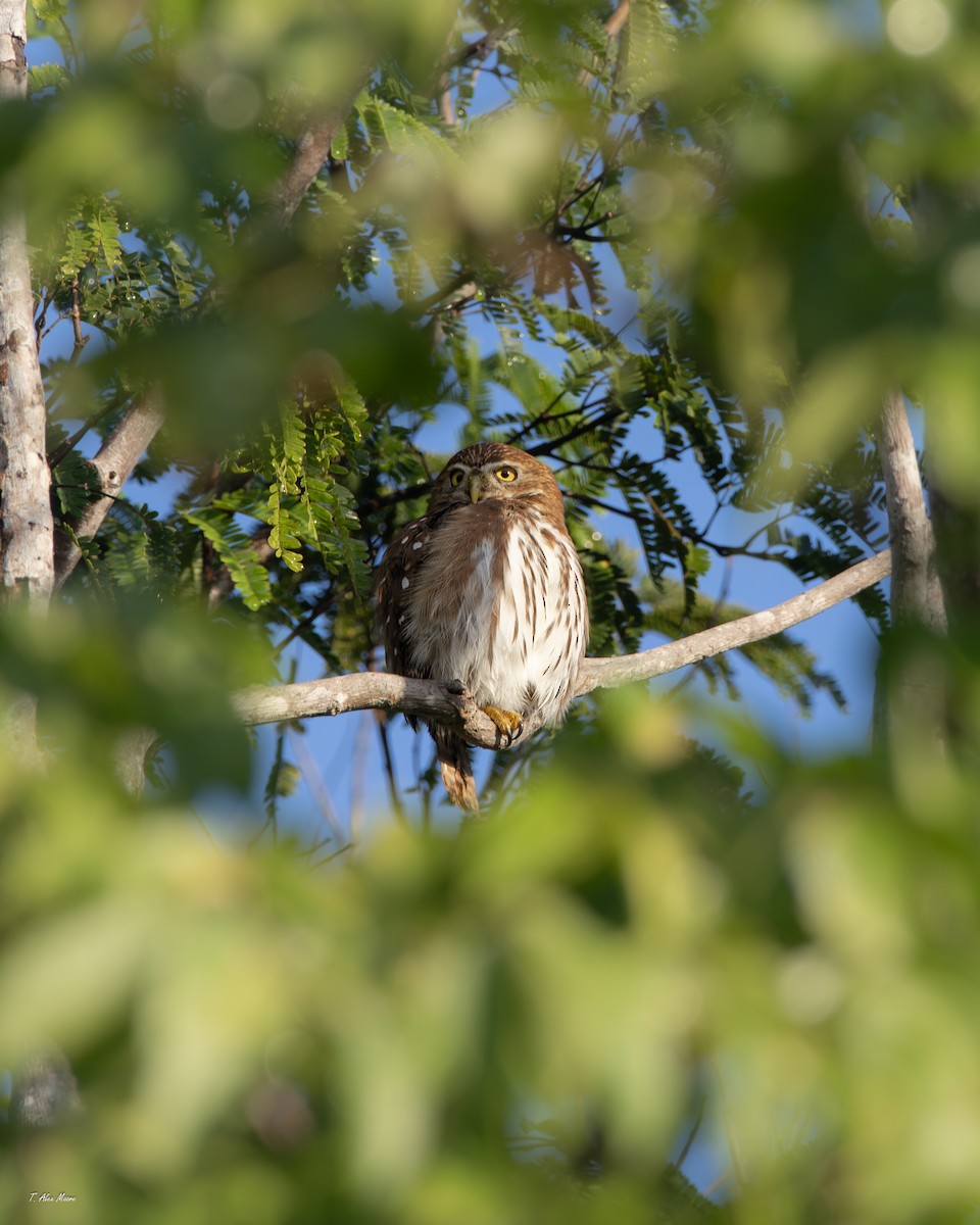 kulíšek brazilský - ML647700754