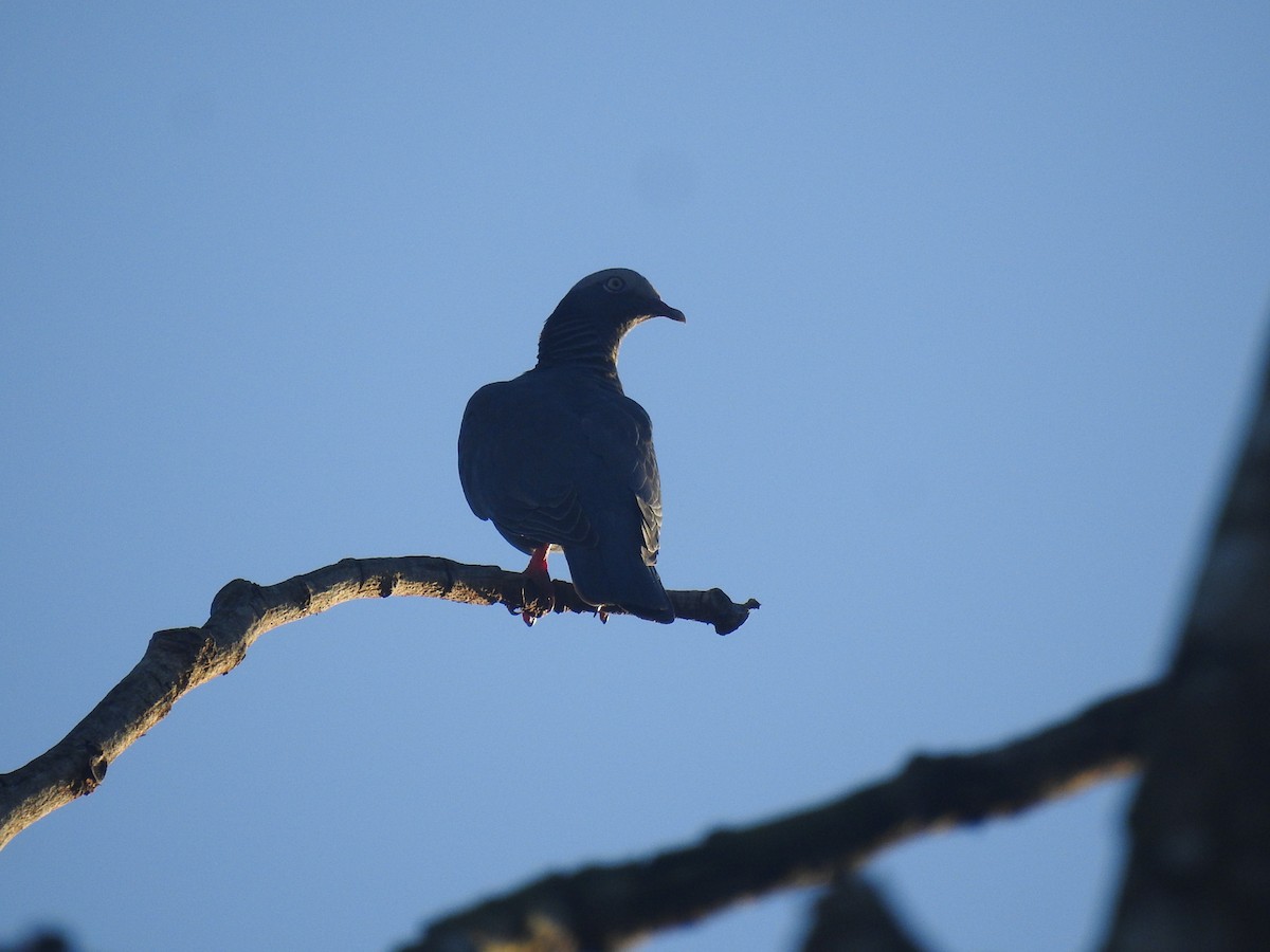 White-crowned Pigeon - ML647700791