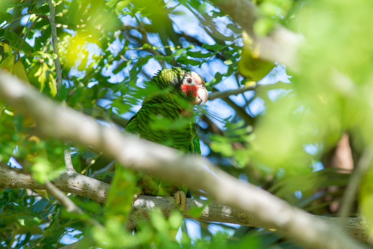 Amazone de Cuba (caymanensis/hesterna) - ML647700818
