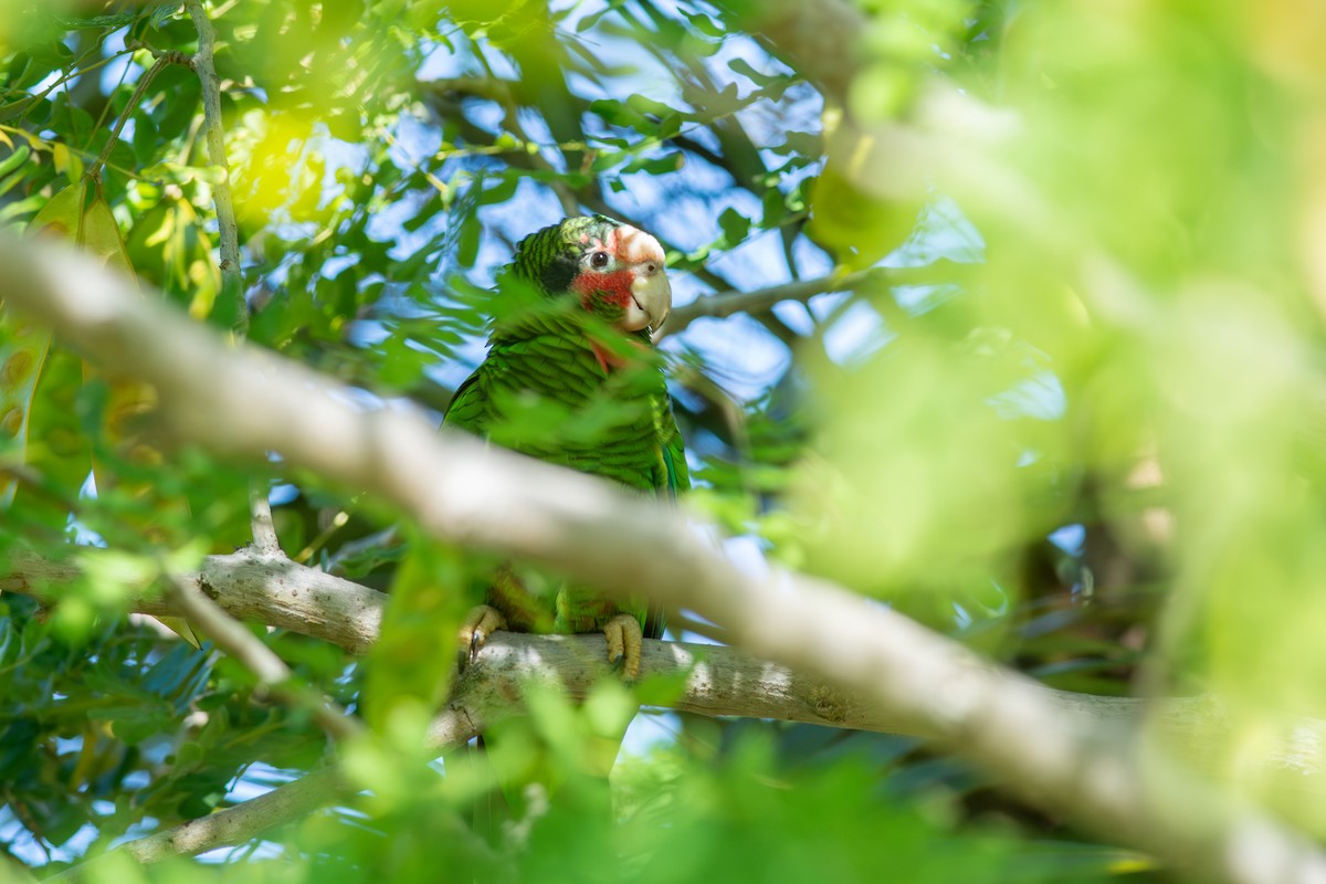 Amazone de Cuba (caymanensis/hesterna) - ML647700819