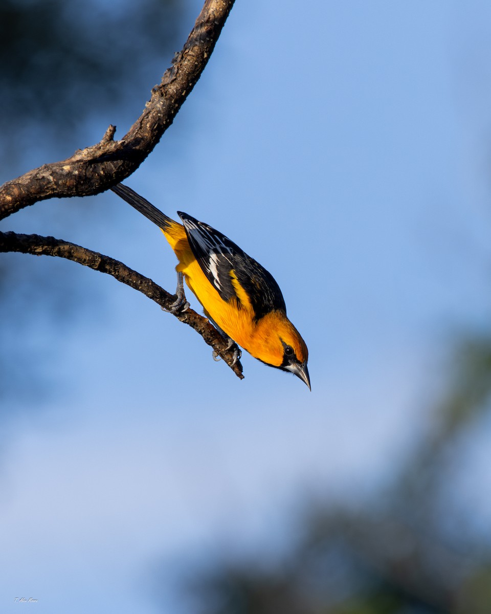 Altamira Oriole - ML647700841