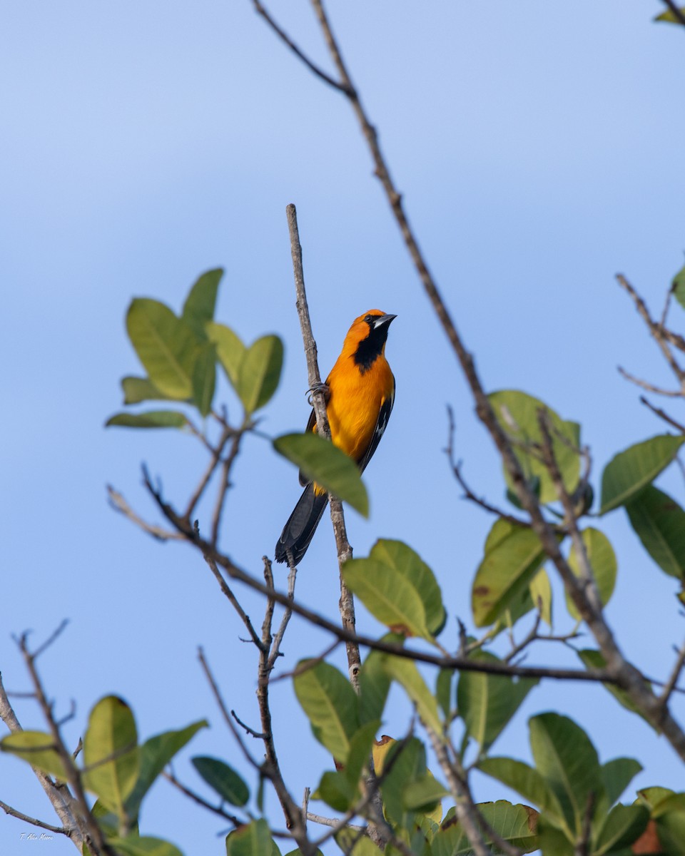Altamira Oriole - ML647700842