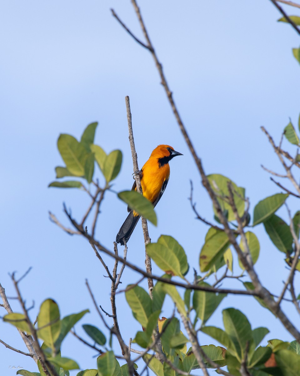 Altamira Oriole - ML647700843