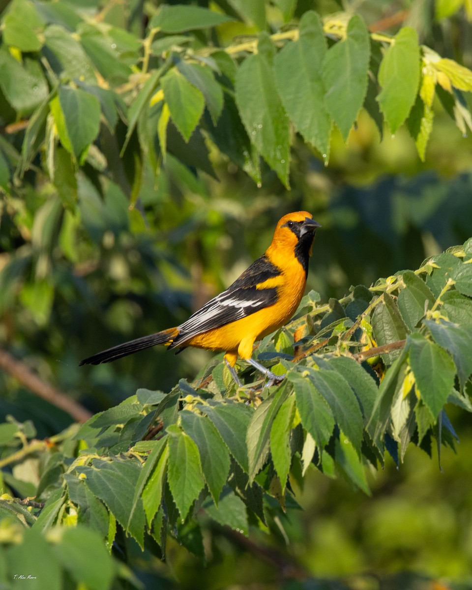 Altamira Oriole - ML647700844