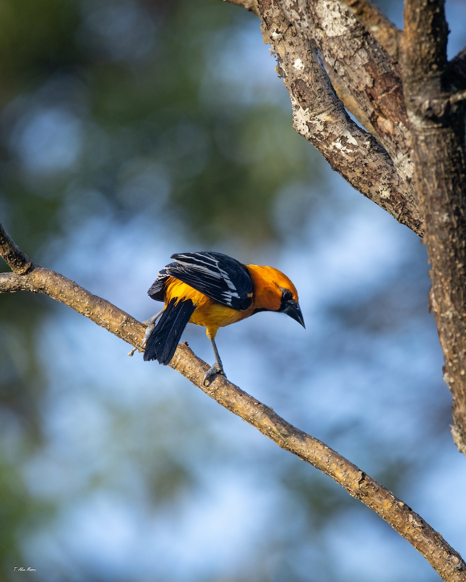 Altamira Oriole - ML647700845