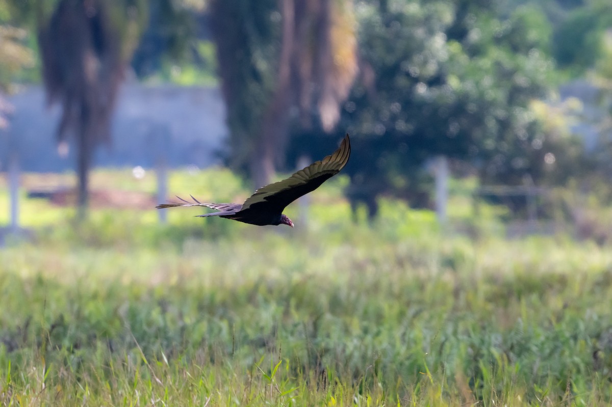 Turkey Vulture - ML647700870