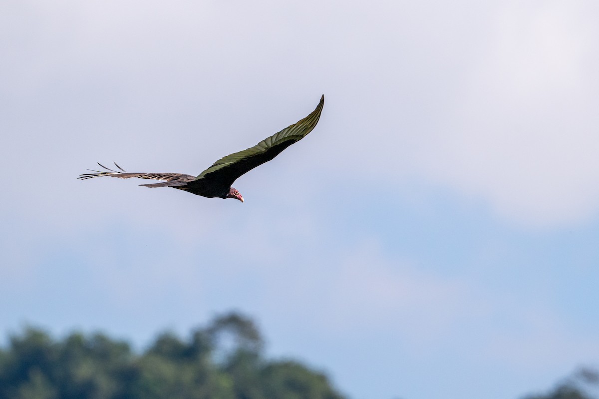 Turkey Vulture - ML647700871