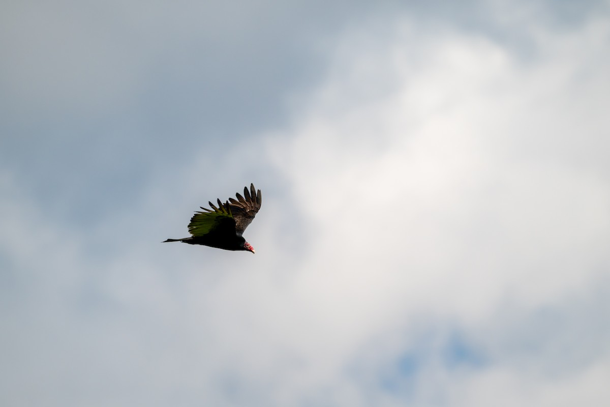 Turkey Vulture - ML647700873
