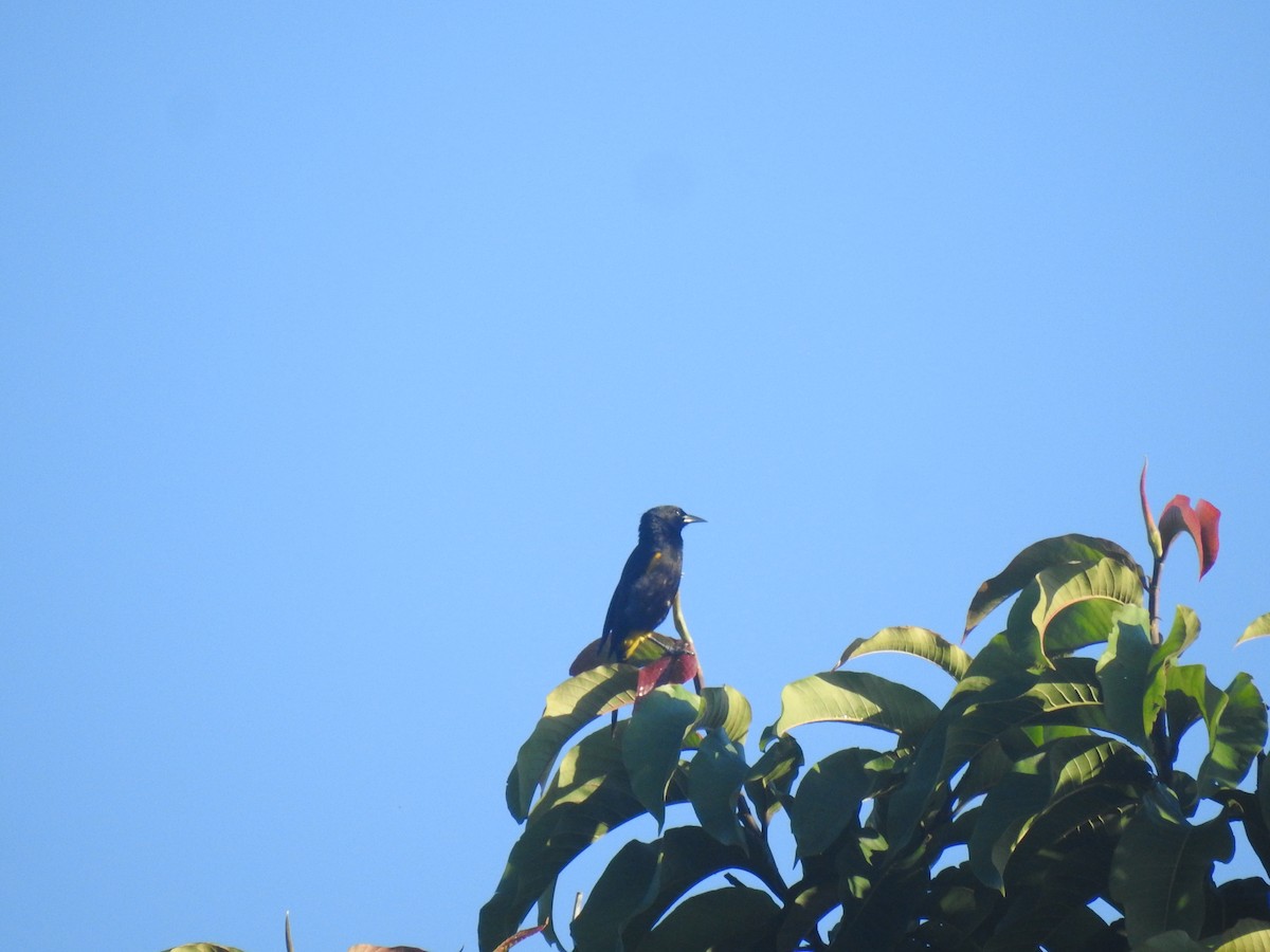 Porto Riko Turpiyali - ML647700888