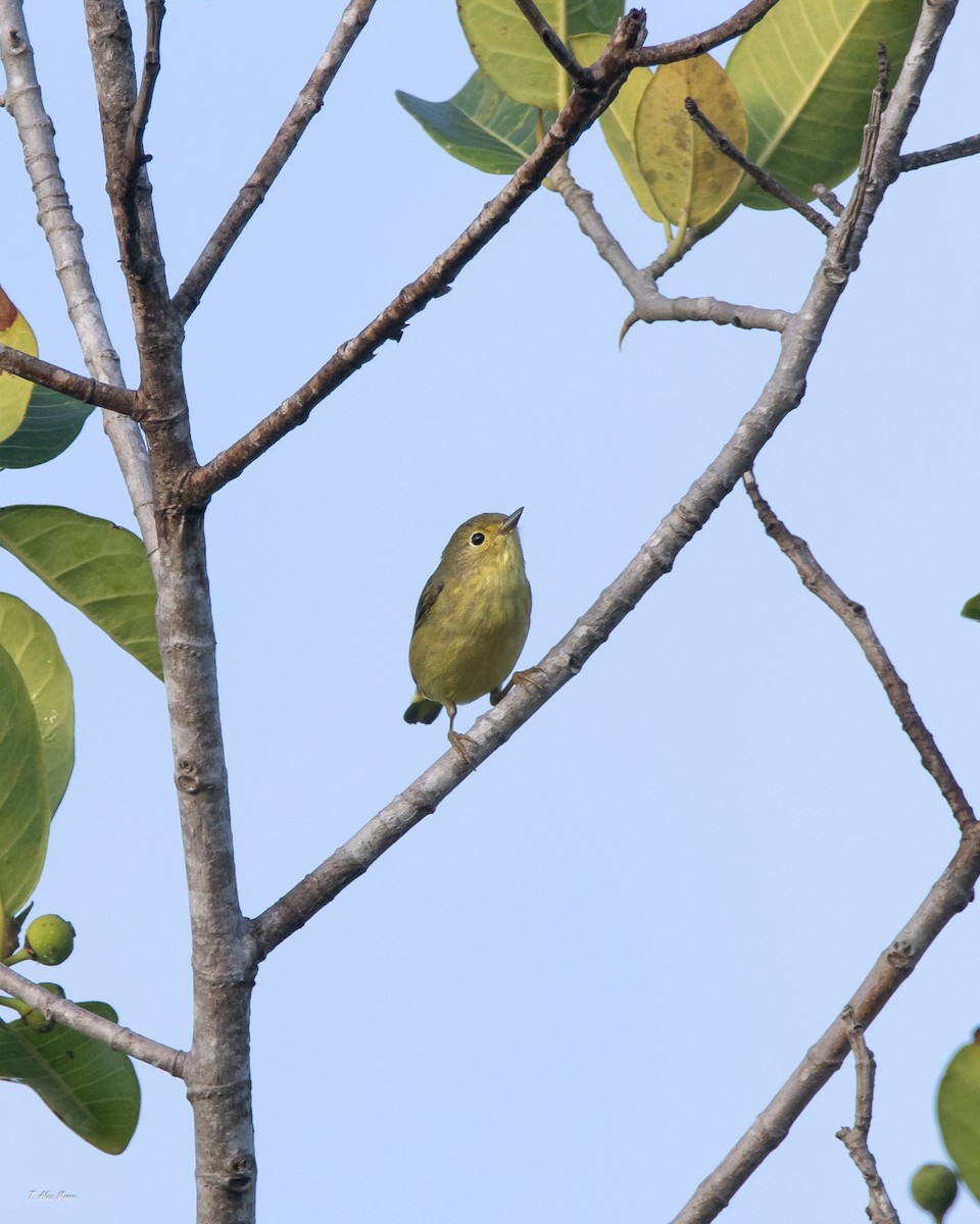 Northern Yellow Warbler - ML647700931