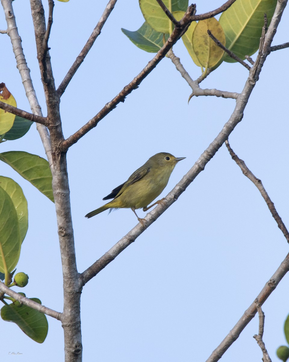 Northern Yellow Warbler - ML647700932