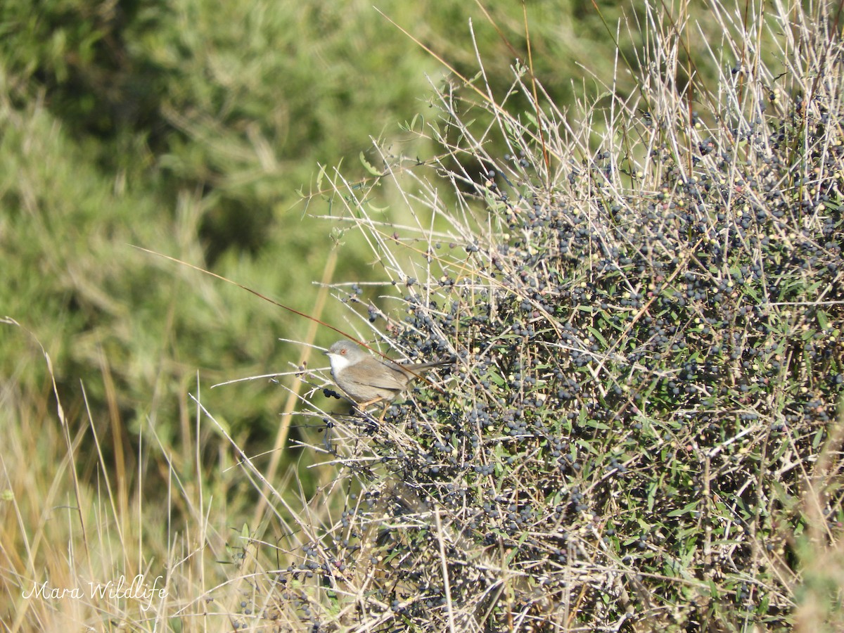 Sardinian Warbler - ML647700950