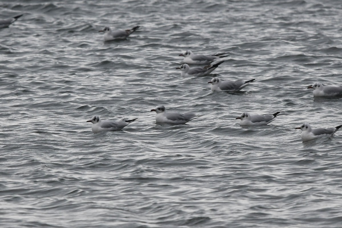 Mediterranean Gull - ML647701021