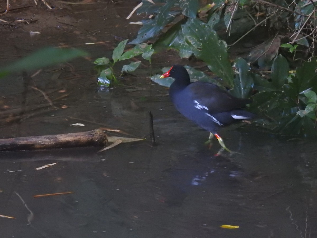 Курочка латиноамериканська - ML647701057