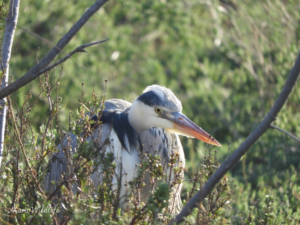 Héron cendré - ML647701079