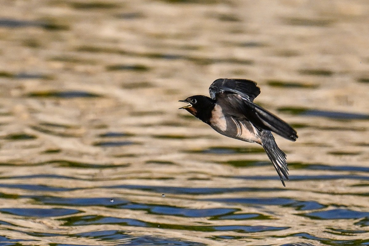 vlaštovka obecná - ML647701101