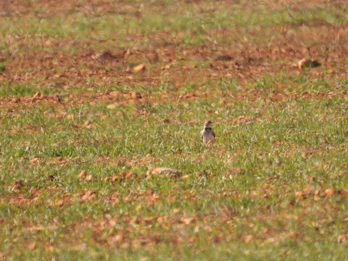 Alouette calandre - ML647701106