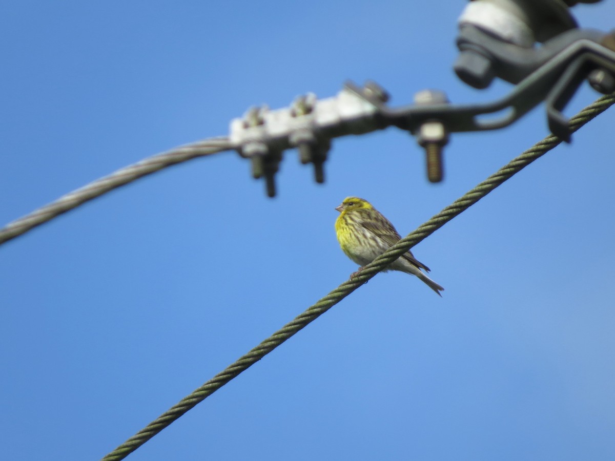 Girlitz - ML647701107