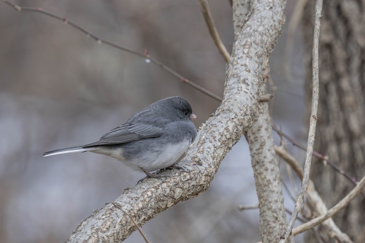 Junco ardoisé - ML647701108