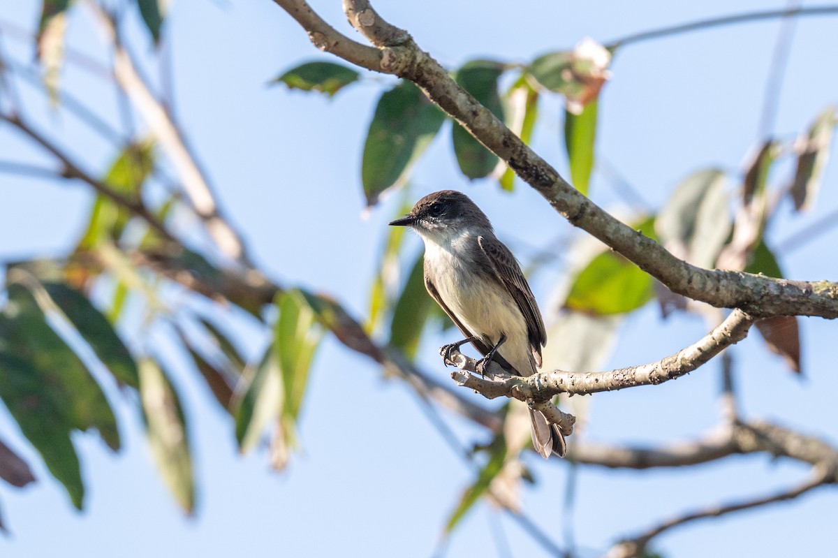 Moucherolle phébi - ML647701110