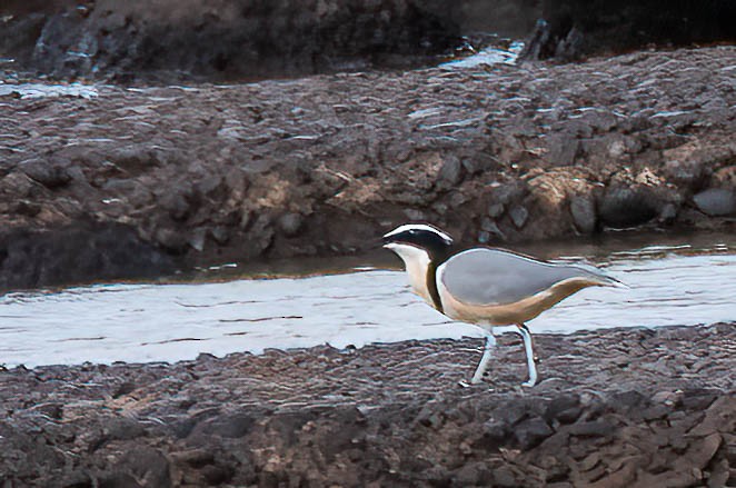 Pluvian fluviatile - ML647701111