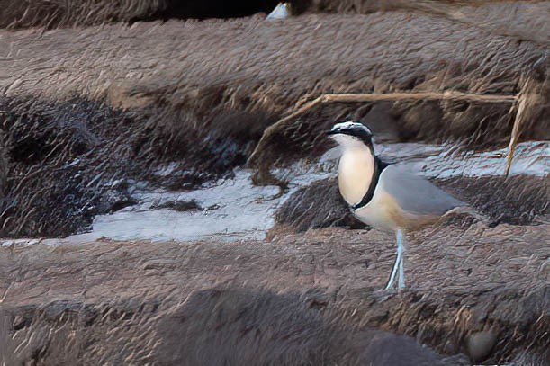 Pluvian fluviatile - ML647701112