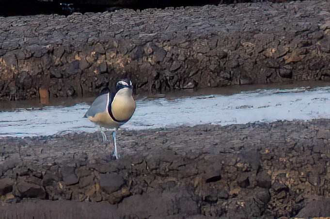 Pluvian fluviatile - ML647701113