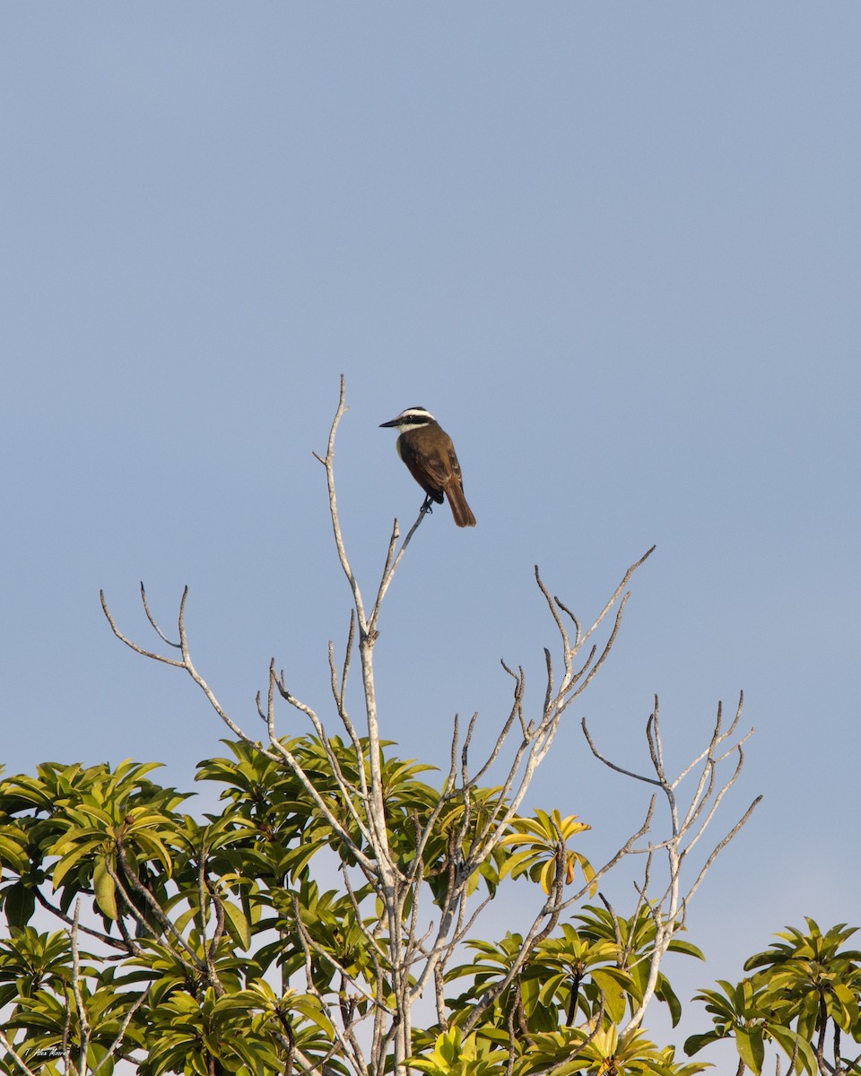 Tyran quiquivi - ML647701114