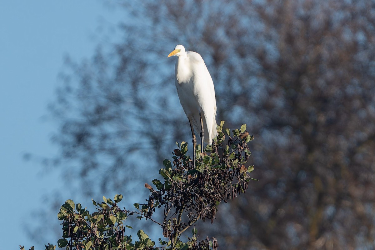 Grande Aigrette - ML647701115