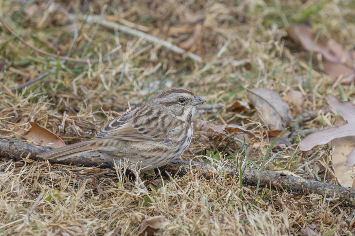 Bruant chanteur - ML647701116