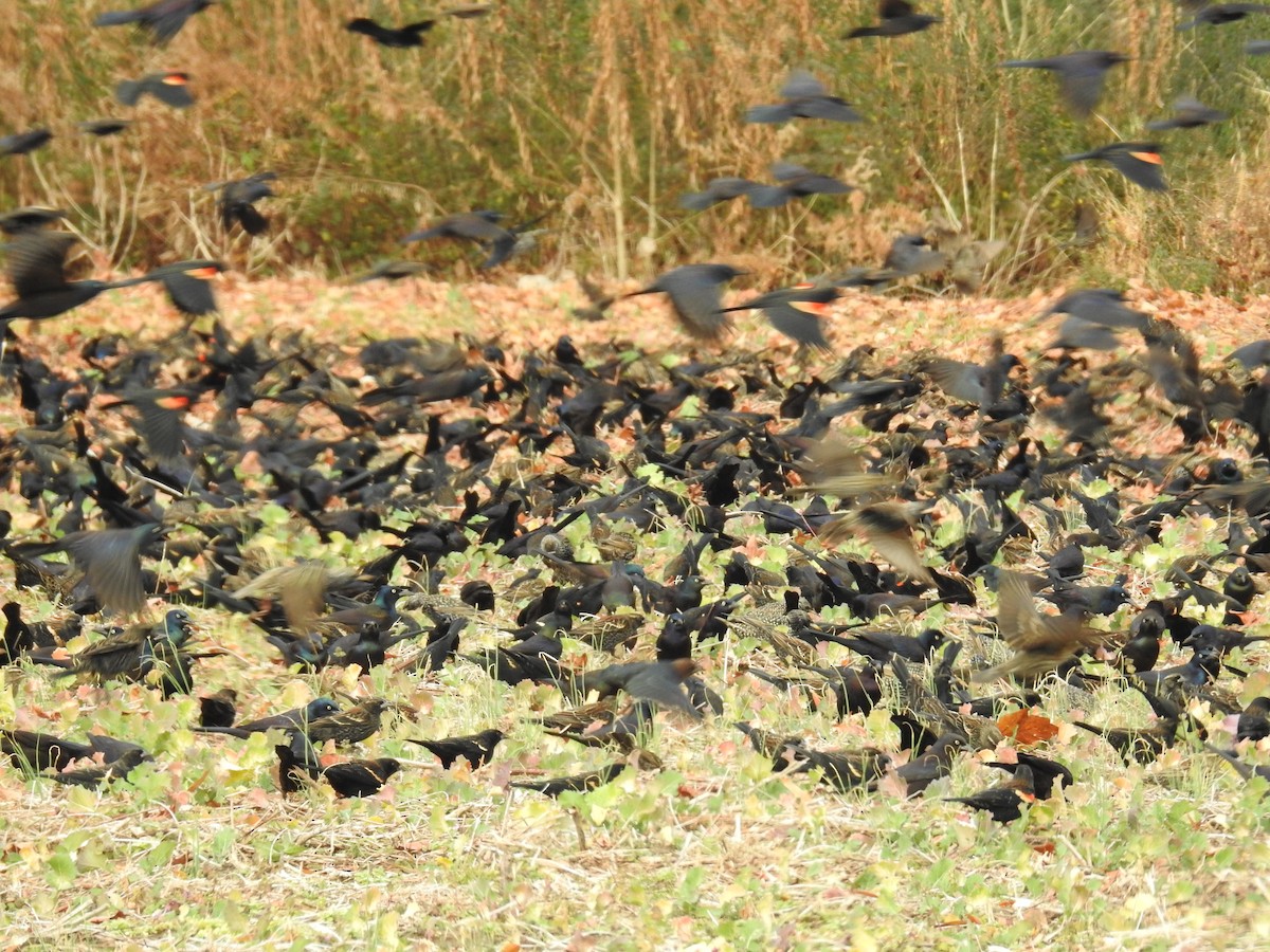 Vacher à tête brune - ML647701117