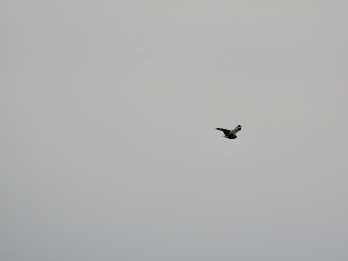 Buse pattue - ML647701119