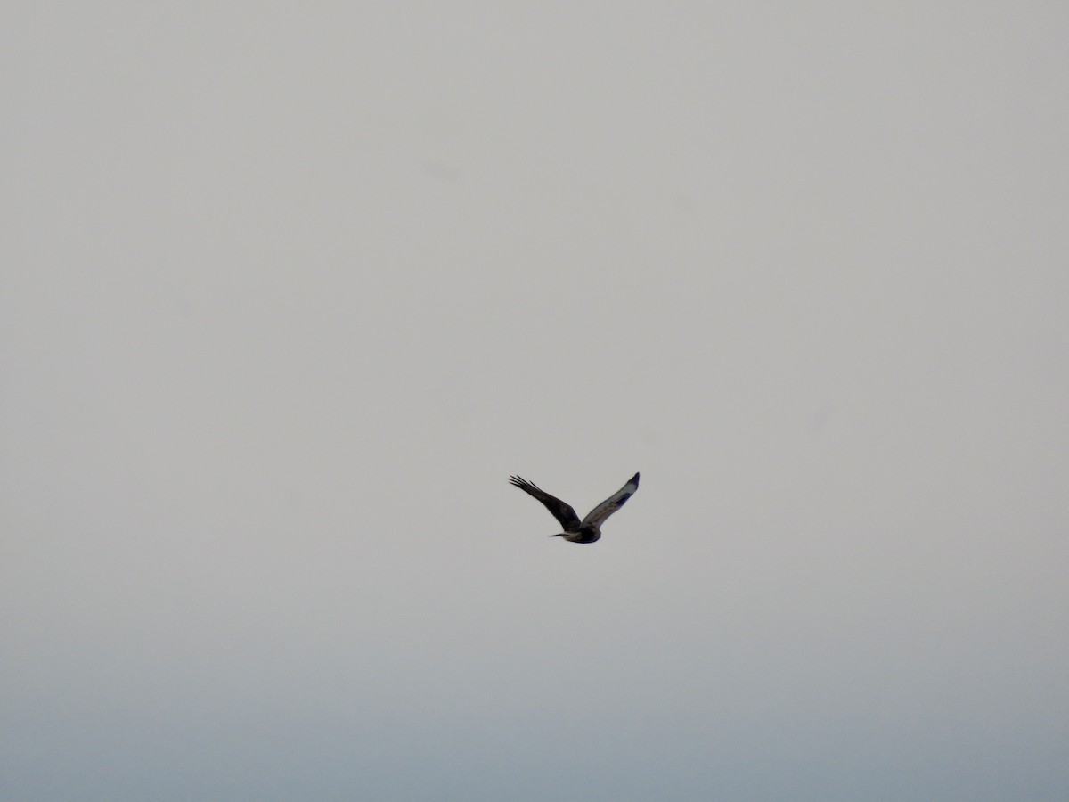 Buse pattue - ML647701120