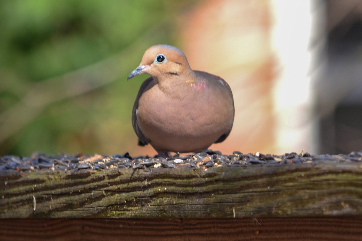 Tourterelle triste - ML647701123