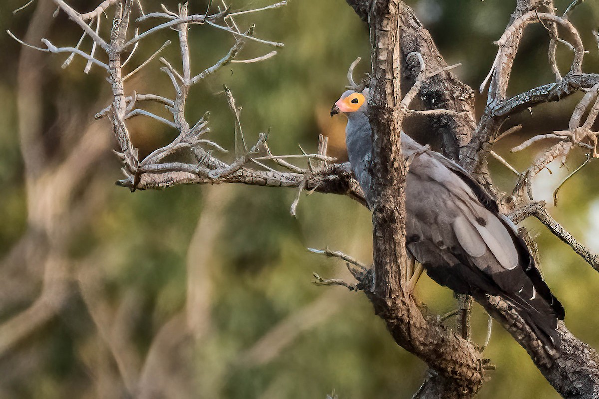 Gymnogène d'Afrique - ML647701124