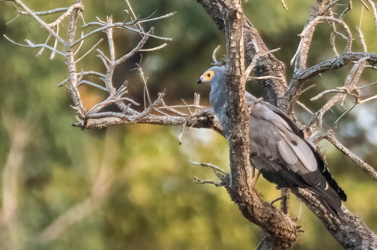 Gymnogène d'Afrique - ML647701125