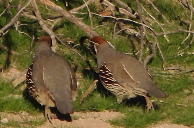 Colin de Gambel - ML647701126