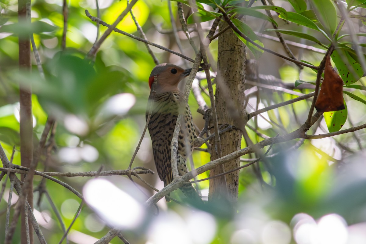 Pic flamboyant (gundlachi) - ML647701127